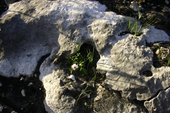 Knowltonia tenuifolia