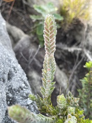 Struthiola tomentosa