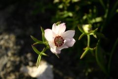 Knowltonia tenuifolia