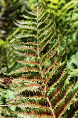 Cyathea capensis