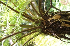 Cyathea capensis