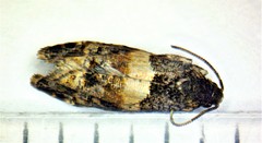 Lobesia spiraeae