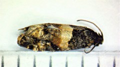 Lobesia spiraeae