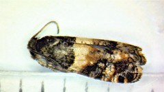 Lobesia spiraeae