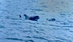 Lagenorhynchus albirostris