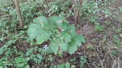 Heracleum sosnowskyi
