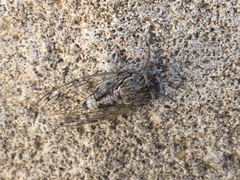 Cicada mordoganensis