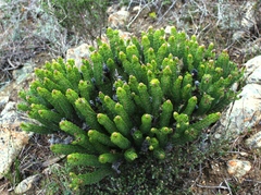 Serruria brownii