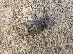 Cicada mordoganensis