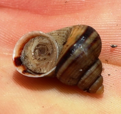 Tropidophora