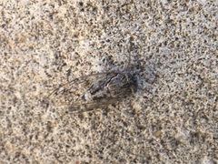 Cicada mordoganensis