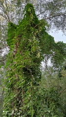 Parthenocissus inserta