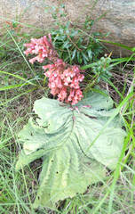 Streptocarpus dunnii