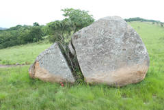 Streptocarpus dunnii