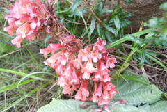 Streptocarpus dunnii