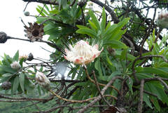 Protea gaguedi