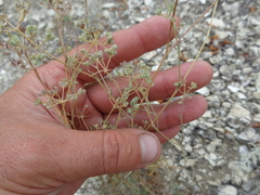 Pimpinella titanophila