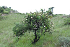 Protea gaguedi