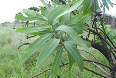 Protea gaguedi