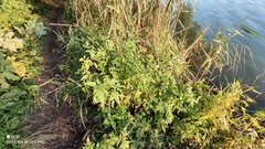 Bidens frondosa