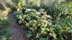 Heracleum sosnowskyi