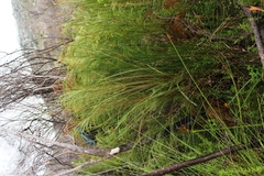 Gnidia oppositifolia