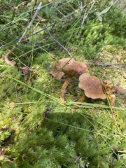 Cortinarius huronensis
