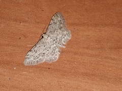 Idaea incisaria