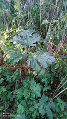 Heracleum sosnowskyi