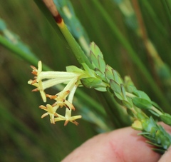 Gnidia oppositifolia