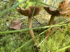 Cortinarius huronensis
