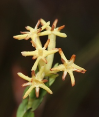 Gnidia oppositifolia
