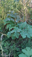 Heracleum sosnowskyi