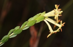 Gnidia oppositifolia