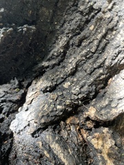 Camponotus pennsylvanicus