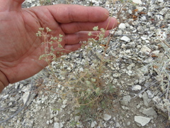 Pimpinella titanophila