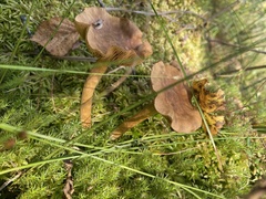 Cortinarius huronensis