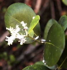Olea capensis capensis