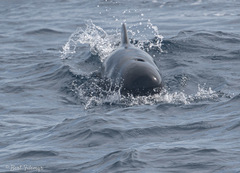 Globicephala