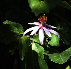 Grewia occidentalis occidentalis