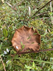 Cortinarius huronensis