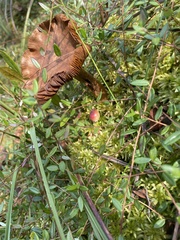 Cortinarius huronensis
