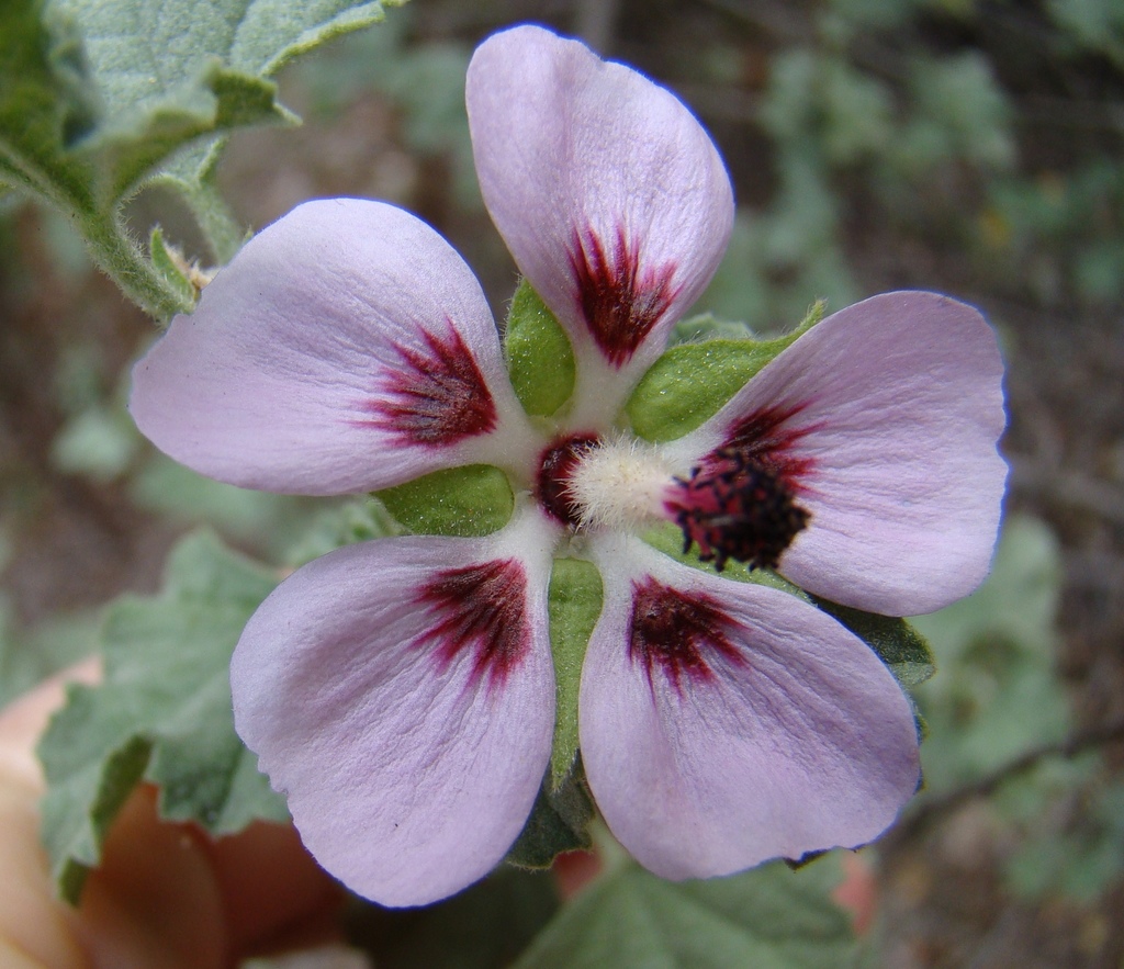 African mallow