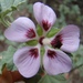 Velvet Mallow - Photo (c) Lizelle Erasmus, some rights reserved (CC BY-NC), uploaded by Lizelle Erasmus