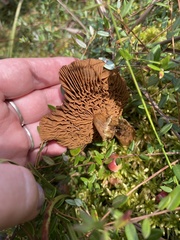 Cortinarius huronensis