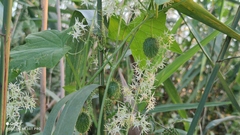 Echinocystis lobata