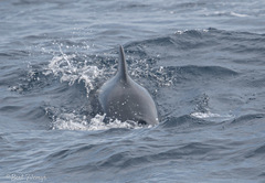 Globicephala