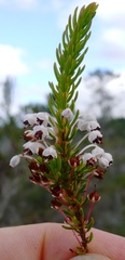 Erica rubiginosa rubiginosa