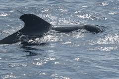 Globicephala