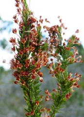 Erica rubiginosa rubiginosa